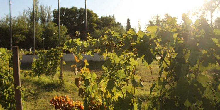 San Martín y el Vino: una atractiva propuesta turística en Las Heras